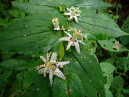 ヤマジノホトトギス