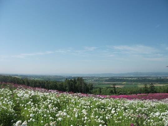 フロックス公園 (2).JPG
