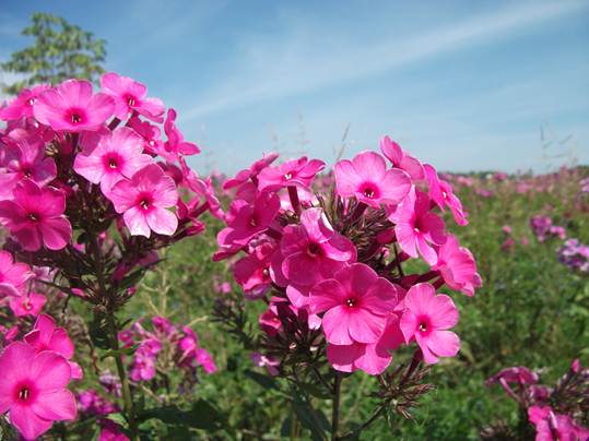 フロックス (2).JPG