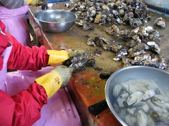 牡蠣むき1.JPG