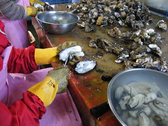 牡蠣むき2.JPG