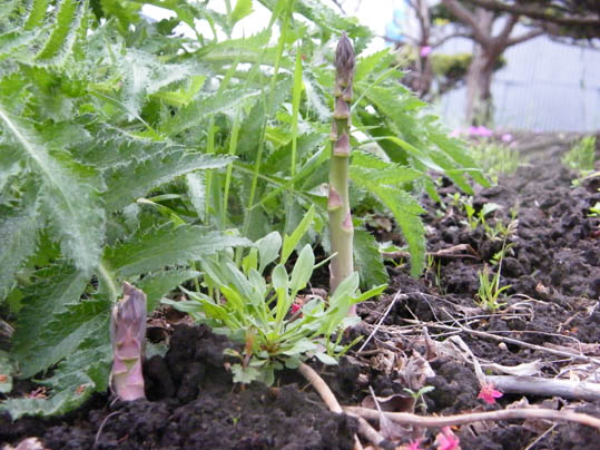 野良アスパラ.jpg