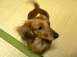 なんか、おいしそ～♪