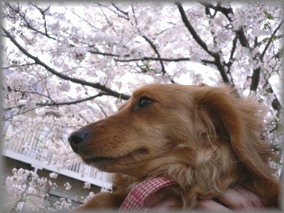 桜の木の下で