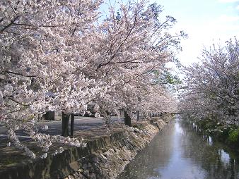 sakura