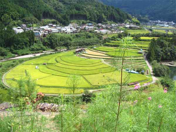 あらぎ島