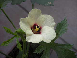 ベランダでオクラの花