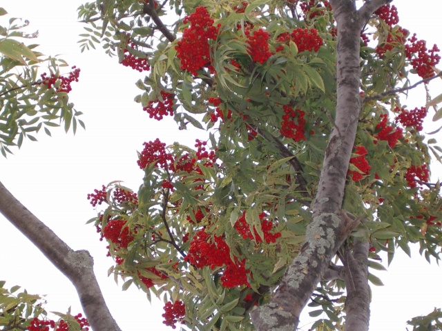 ナナカマドの街路樹