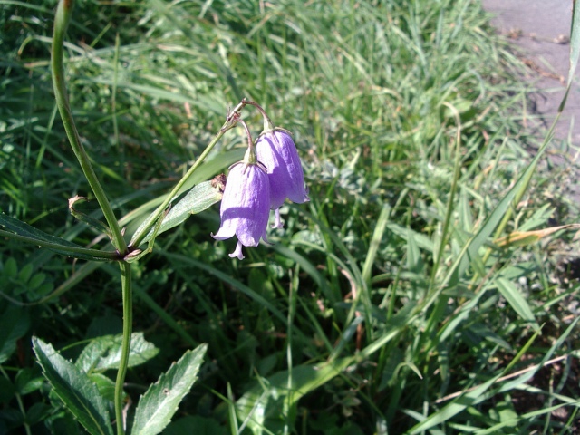 ツリガネニンジン