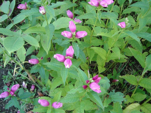 スピードリオン