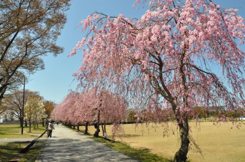 枝垂れ桜2