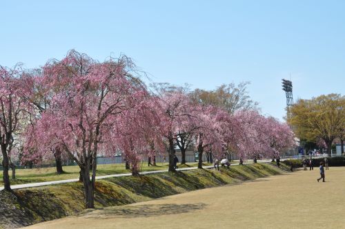 枝垂れ桜3