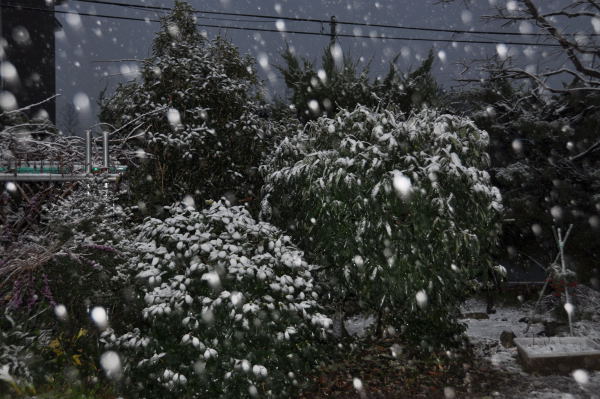 降雪