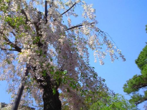 しだれ桜