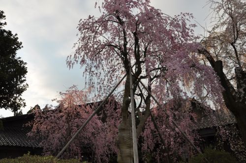 枝垂れ桜2