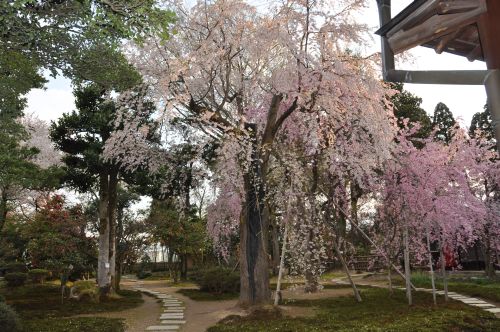 枝垂れ桜3