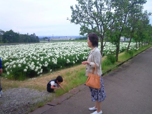 花よりだんご虫