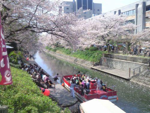 県民会館　横　の桜の名所　松川