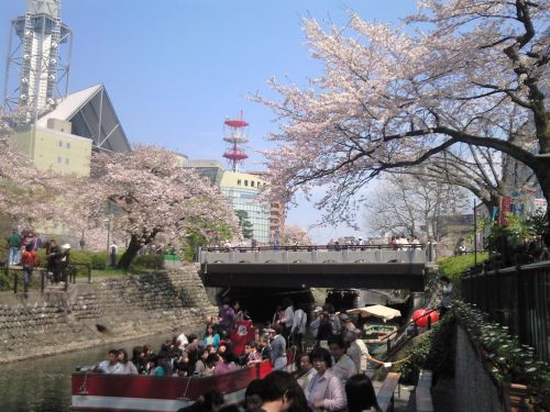 松川桜