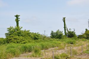 草で覆われた　電柱