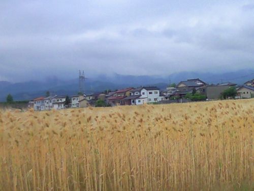 麦畑と在所町内