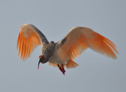 朱鷺、飛鳥