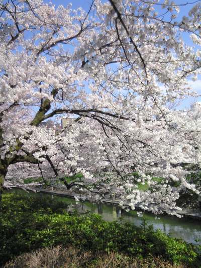 松川桜4