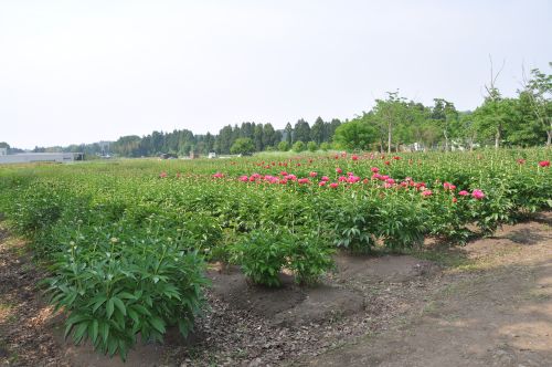 シャクヤク園2