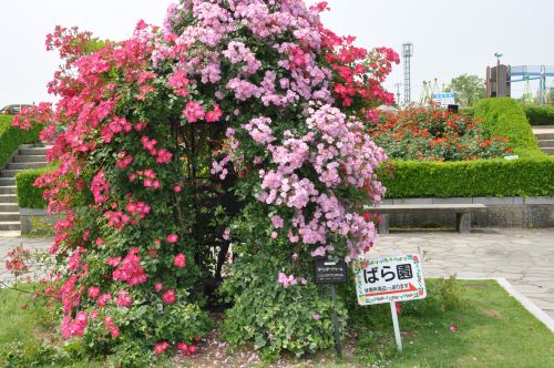 薔薇園