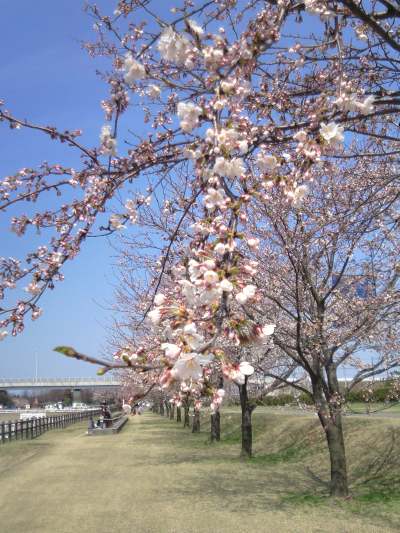 常願寺桜