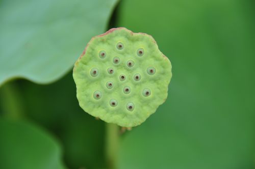 蓮の花