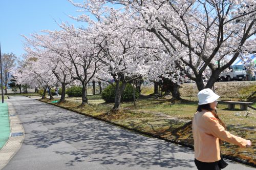 桜　そめいよしの