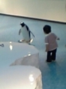 白浜AW・ペンギンのマネ