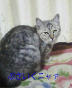 ミーちゃんぶさいく