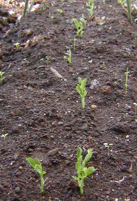 スナックエンドウ