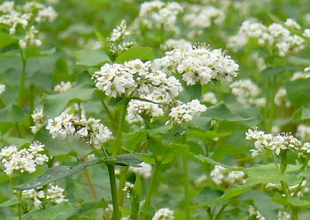 鳥越　ソバの花