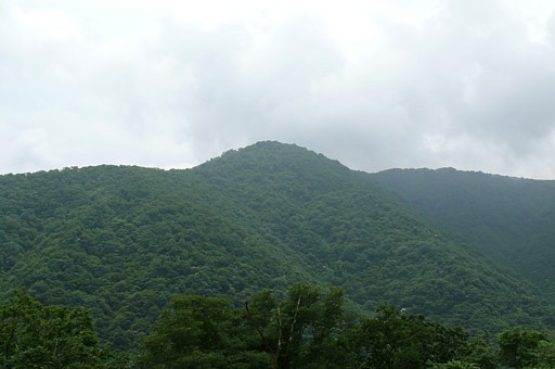 犀鶴林道　奥　広葉樹の山