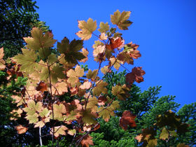 紅葉