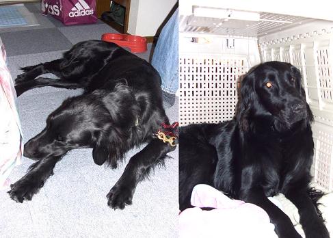 モ～寝ようよ？