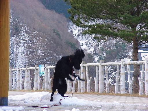 ちょっとの雪でジャ～～～ンプ！