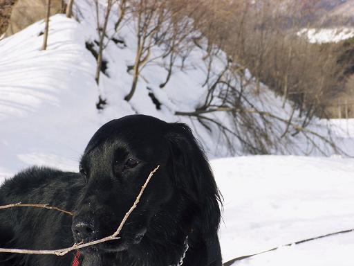 お花はまだだよ～