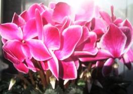 シクラメン（エトワール）2