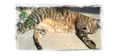 ベランダでウトウト