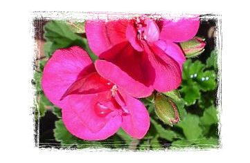 ゼラニウムアップ