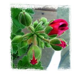 ゼラニウムつぼみアップ