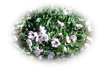 パンジーゼラニウム2008