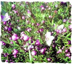 ボロニア0321アップ