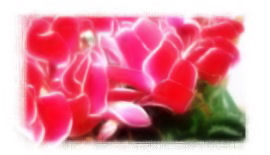 シクラメン2008-2