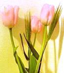 チューリップピンク