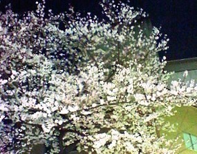 夜桜